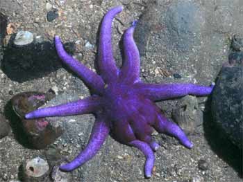 Purple sea star