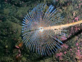 Fan sea worm