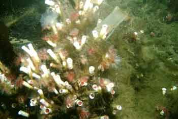 Queenie reef tube worms